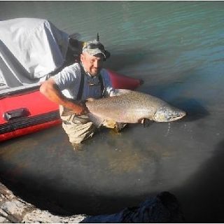 RELEASING ANOTHER GIGANTIC CHINOOK (KING) SALMON.  WE HAVE HELD THE IGFA LENGTH WORLD RECORD  (WITH TWO FISH) SINCE 2009.