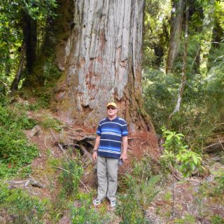 THE GIANT ALERCE TREES IN PUMALIN PARK ARE A MUST SEE