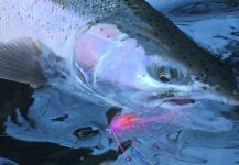 Fly-fishing Pic of Steelhead shared by Alex West | Fly dreamers 