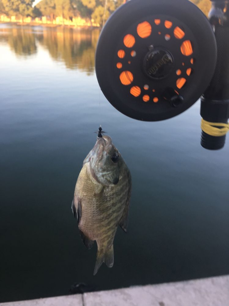 A Bluegill I caught at Lake Margarita. I used a 14 black ant. 