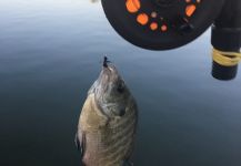 Carolina Liechtenstein 's Fly-fishing Picture of a Bluegill | Fly dreamers 