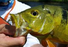 David Bullard 's Fly-fishing Photo of a Peacock Bass | Fly dreamers 