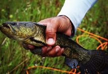  Captura de Pesca con Mosca de Tararira por Kid Ocelos | Fly dreamers