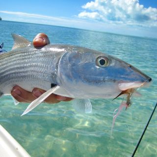 Foto de pesca con mosca