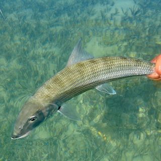 Foto de pesca con mosca