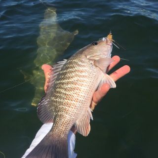 Perfect specimen of a snapper that fell for the crab fly.  On clear days, we can see schools of these guys off rock piles.  They are perfect for beginner anglers and can challenge veterans as well.  They are also very tasty.