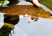 Chris Watson 's Fly-fishing Pic of a English trout | Fly dreamers 
