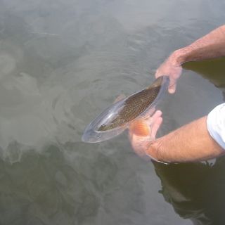 Another redfish release