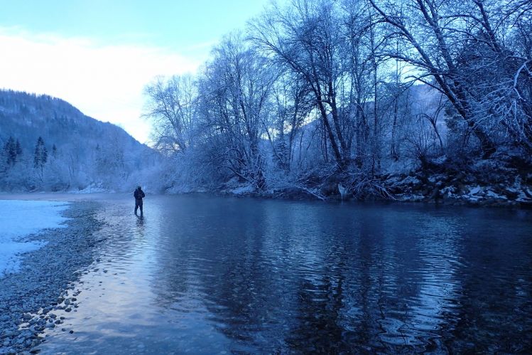 Meet the Huchen (Danube Salmon - Hucho Hucho) - Taimen