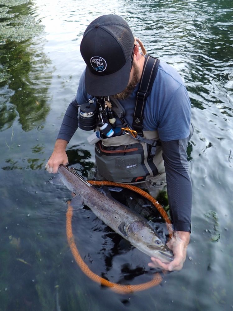 Meet the Huchen (Danube Salmon - Hucho Hucho) - Taimen