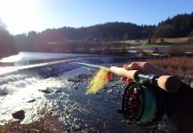 Cool Fly-fishing Situation of Danube Salmon - Hucho Hucho - Picture shared by Uros Kristan from Savinja River | Fly dreamers