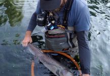 Taimen Fly-fishing Situation – Uros Kristan from Ljubljanica River shared this Image in Fly dreamers 