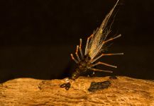  Imagen de Atado de moscas para Sea-Trout (Trucha Marrón Anádroma) compartida por Morten Jensen | Fly dreamers