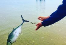 Jolly Jean 's Fly-fishing Catch of a False Albacore - Little Tunny | Fly dreamers 