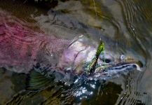  Foto de Pesca con Mosca de Salmón Coho compartida por Scott Marr | Fly dreamers