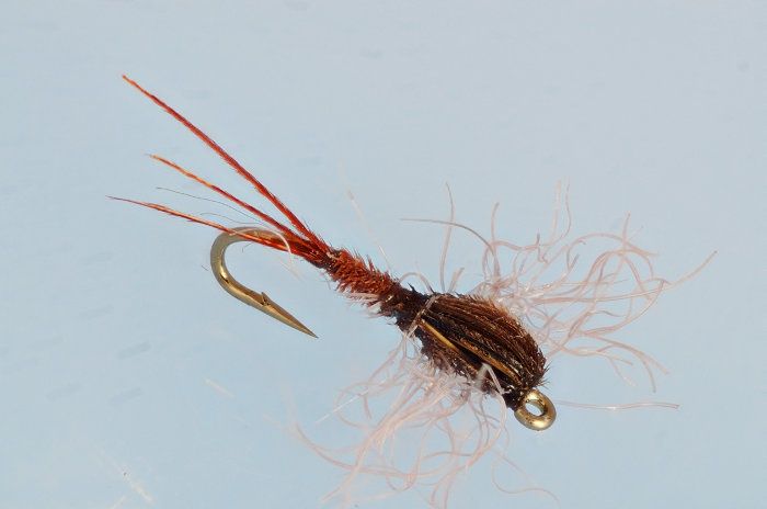 Right Pheasant-tail