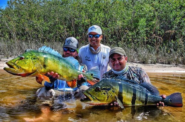 Peacock Bass in Mataven River
Colombia