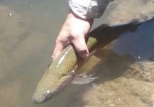 Fly-fishing Pic of Rainbow trout shared by Claudio Romero | Fly dreamers 