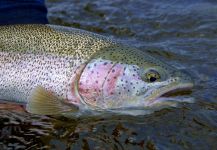 Warning: This Article Can Cause Addiction! Alaskan Rainbow Trout Fishing of Bristol Bay on the Alagnak River with ATA Lodge!