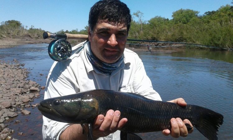 Tararira tornasol río Arapey Uruguay.