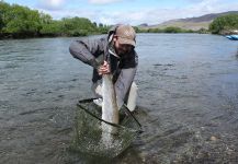 Migratoria del Nahuel Huapi - Rio Limay Superior