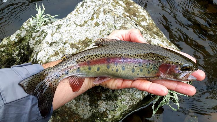 Trout fishing in brazilian highlands