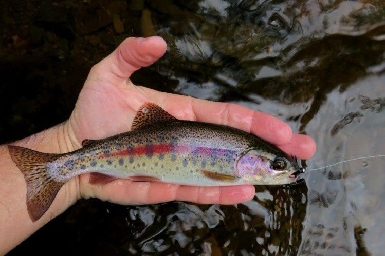 Trout fishing in brazilian highlands