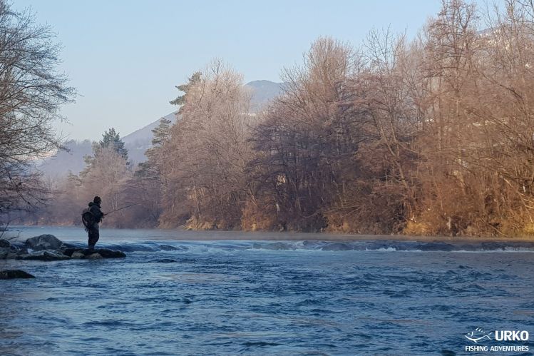 Meet the Huchen (Danube Salmon - Hucho Hucho) - Taimen