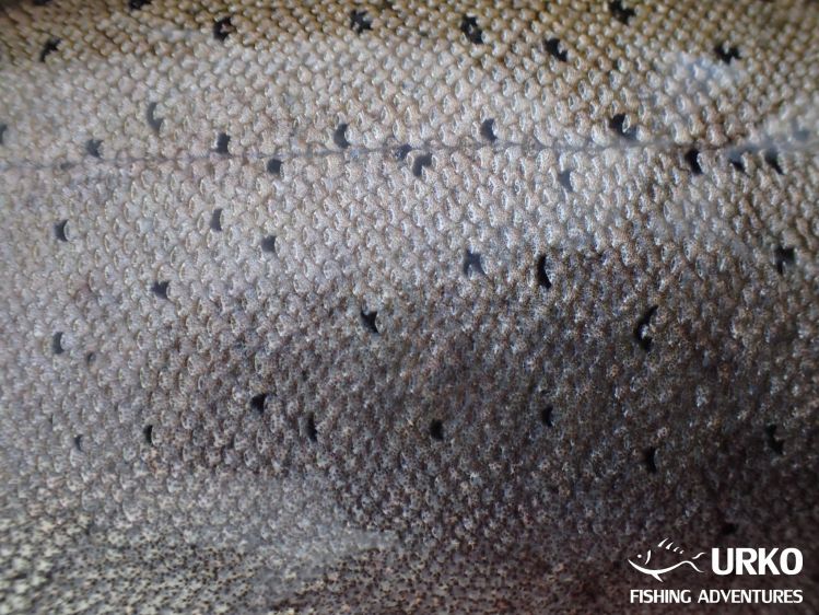 Meet the Huchen (Danube Salmon - Hucho Hucho) - Taimen