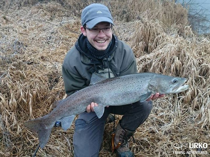 Meet the Huchen (Danube Salmon - Hucho Hucho) - Taimen