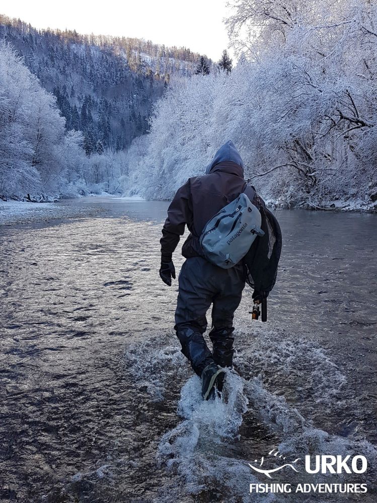 Meet the Huchen (Danube Salmon - Hucho Hucho) - Taimen