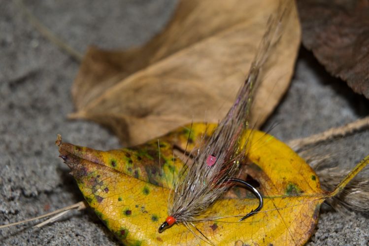 Spey shrimp with flourescent eyes