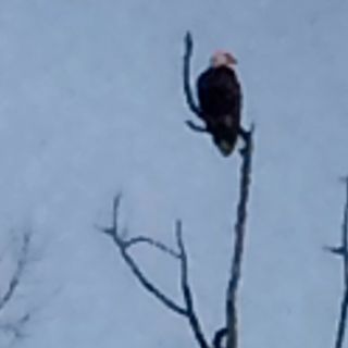 bald eagle