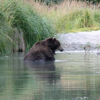 Bears know where to fish