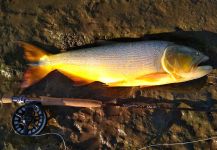  Fotografía de Pesca con Mosca de Golden dorado compartida por Emiliano Signorini | Fly dreamers