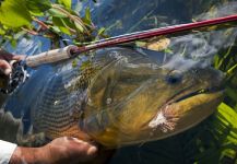 Ocellus Fishing 's Fly-fishing Catch of a River tiger | Fly dreamers 