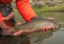 Fly-fishing Picture of trucha fontinalis shared by Juan Manuel Biott | Fly dreamers