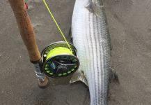 Fly-fishing Picture of Mullet shared by Richie Ryan | Fly dreamers