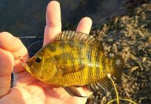 Pablo Bianchini 's Fly-fishing Image of a Chameleon Cichlid | Fly dreamers 