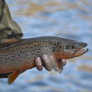 Small brown trout