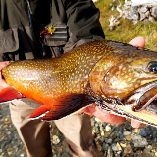 Amazing Brook trout