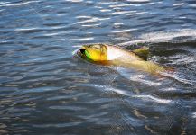  Fotografía de Pesca con Mosca de Pirayu por Flotadas  Río Dulce | Fly dreamers