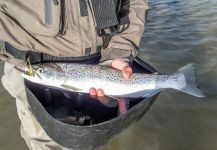 Fly-fishing Picture of Sea-Trout shared by Sean Jordan | Fly dreamers
