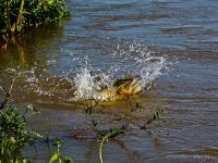 Foto de pesca con mosca