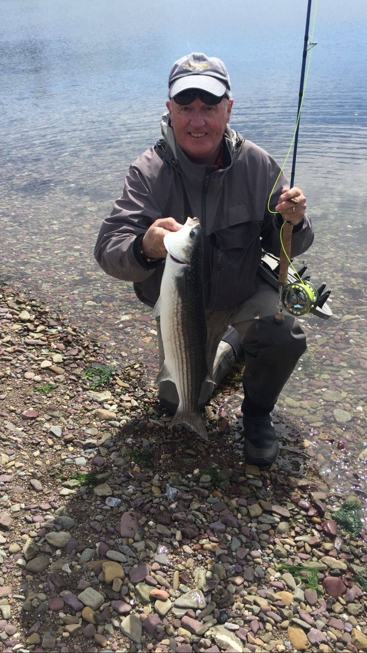 Mullet on a bread fly. 