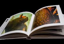 Wild Trout: A Book by Photographer Isaías Miciu and Biologist Javier Urbanski