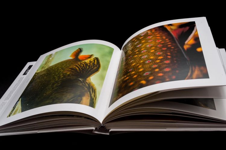Wild Trout: A Book by Photographer Isaías Miciu and Biologist Javier Urbanski