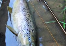 BERNET Valentin 's Fly-fishing Photo of a Loch Leven trout German | Fly dreamers 