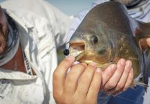  Foto de Pesca con Mosca de Pacú compartida por Vittorio Botta | Fly dreamers