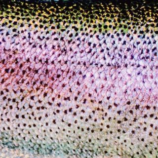 Rainbow Trout